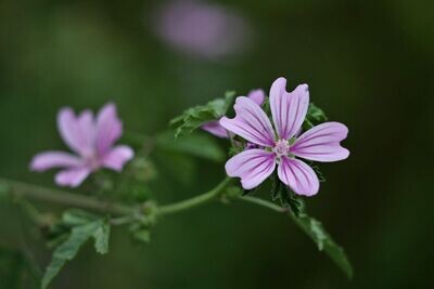 Semillas de Malva Común. Malva sylvestris. 10 gr / 1800 Semillas
