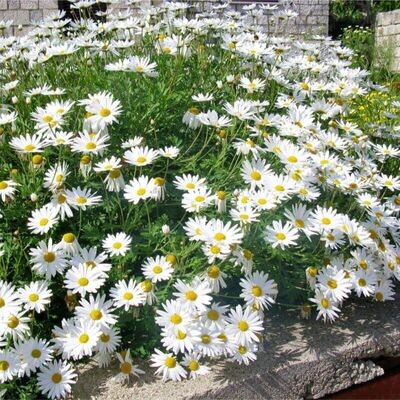 Semillas de Margarita Mayor. Leucanthemum Vulgare. 50 gr / 125.000 Semillas