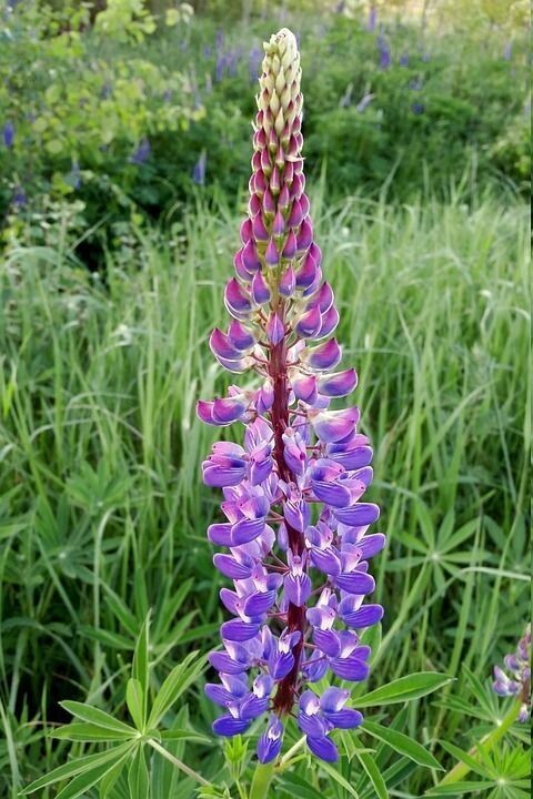 Semillas de Altramuz. Lupinus Hispanicus. Abono verde. 250 gr / 3700 Semillas