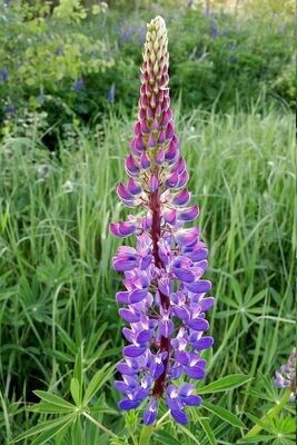Semillas de Altramuz. Lupinus Hispanicus. Abono verde. 250 gr / 3700 Semillas