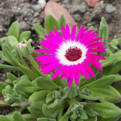 Semilla de Hierba Escarchada. Mesembryanthemum Crystallinum. 1 gr / 5.000 Semillas