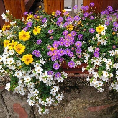Semillas de Mezcla de Flores. Para balcones y terrazas. 10 gr / 4.000 Semillas