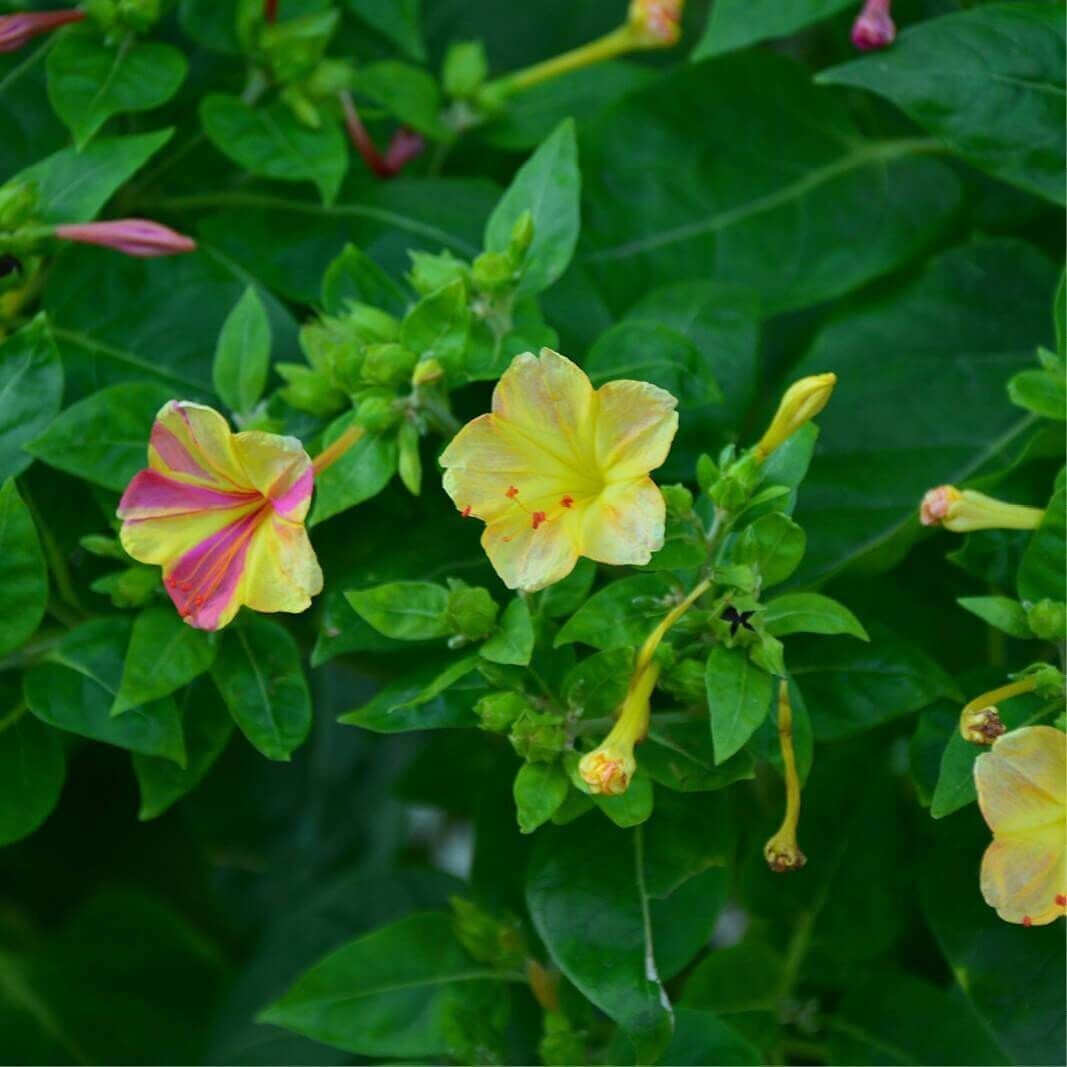 Semillas de Mirabilis Jalapa. DonDiego de Noche. 50 gr / 550 Semillas