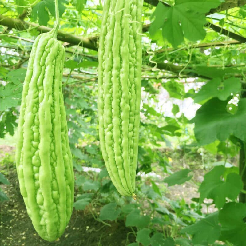 Semillas de Melón Amargo. Momordica Charantia. 10 gr / 50 Semillas