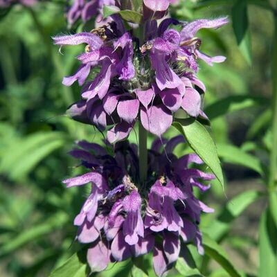 Semillas de Bálsamo Abeja Limón. Monarda Citriodora. 10 gr / 20.000 Semillas