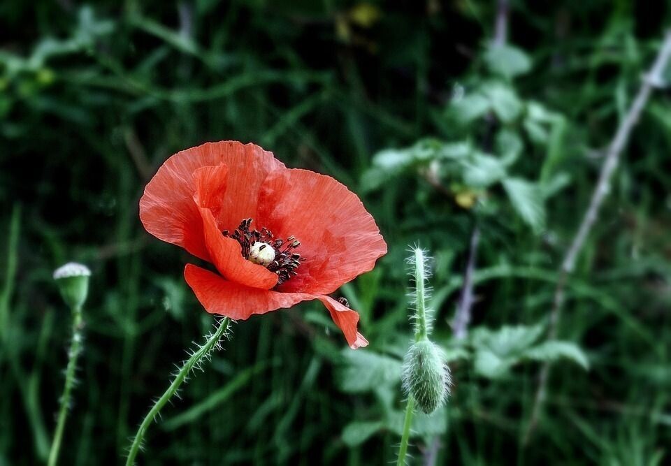 Semillas de Amapola Silvestre. Papaver Rhoeas. 10 gr / 70.000 Semillas