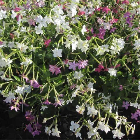 Semillas de Tabaco de Virginia. Nicotiana. 10 gr / 100.000 Semillas