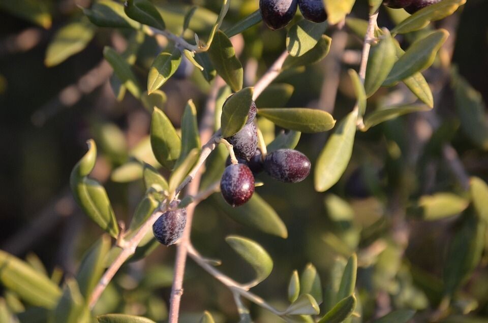 Semillas de Olivo Silvestre. Olea Europaea. 50 gr / 150 Semillas