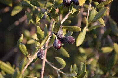 Semillas de Olivo Silvestre. Olea Europaea. 50 gr / 150 Semillas
