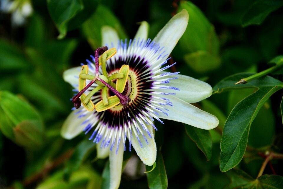 Semillas de Pasionaria Amarilla. Passiflora Edulis. Maracuya. 5 gr / 150 Semillas