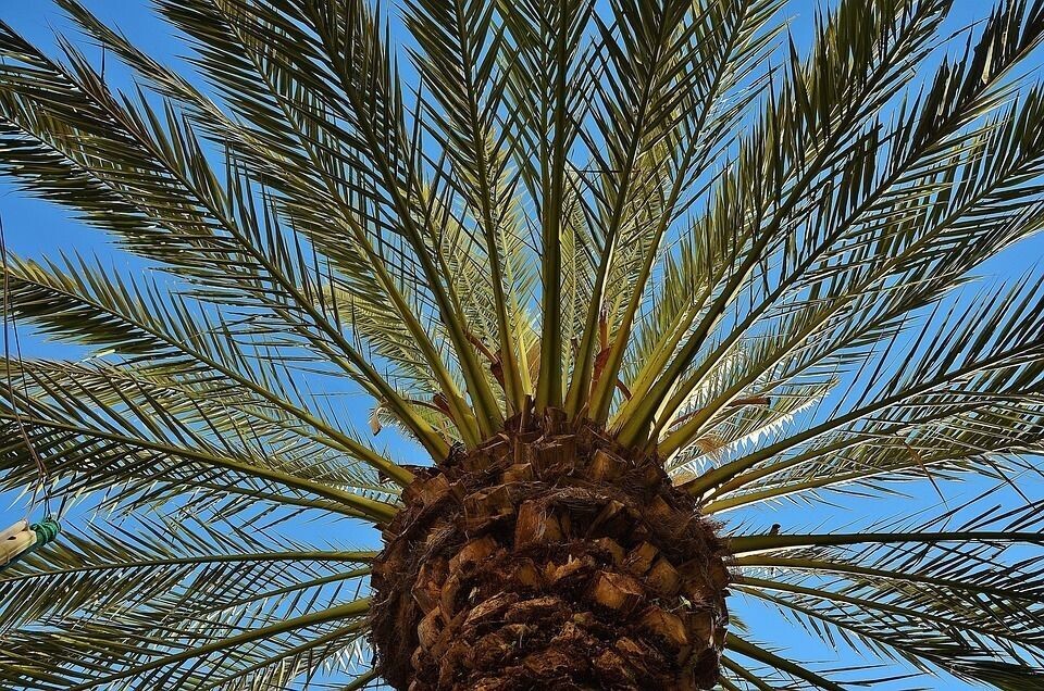 Semillas de Palmera Canaria. Phoenix Canariensis. 10 gr / 10 Semillas