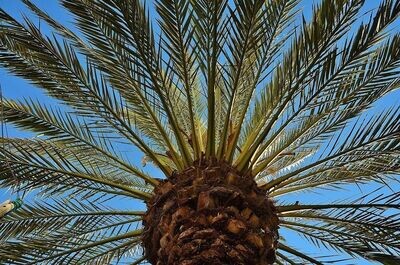 Semillas de Palmera Canaria. Phoenix Canariensis. 10 gr / 10 Semillas