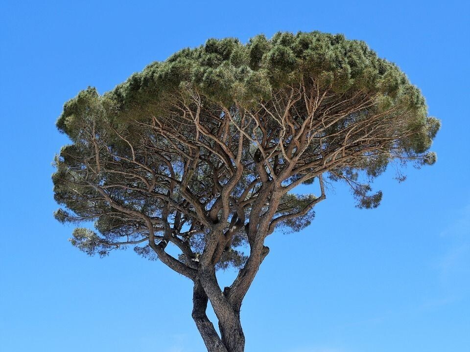 Semillas de Pino Piñonero. Pinus Pinea. 50 gr / 50 Semillas