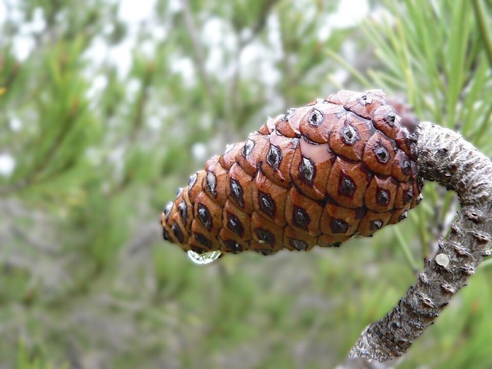 Semillas de Pino Carrasco. Pinus Halepensis. 10 gr / 450 Semillas