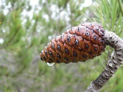 Semillas de Pino Carrasco. Pinus Halepensis. 10 gr / 450 Semillas