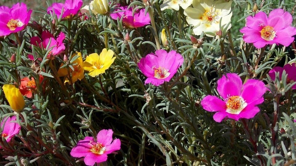 Semillas de Portulaca. Portulaca Grandiflora. 10 gr / 90.000 Semillas