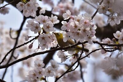 Semillas de Cerezo Silvestre. Prunus Avium. 50 gr / 250 Semillas
