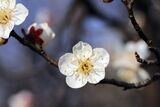 Semillas de Ciruelo Mirobolano. Prunus Cerasifera. 50 gr / 50 Semillas