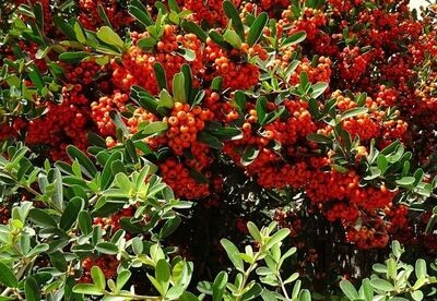 Semillas de Espino de Fuego. Pyracantha Angustifolia. 5 gr / 800 Semillas