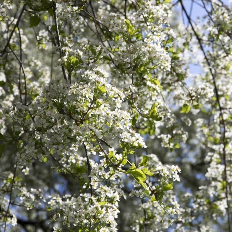 Semillas de Cerezo de Santa Lucia. Prunus Mahaleb. 50 gr de Semillas