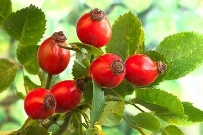 Semillas de Rosal Silvestre. Rosa Canina. 250 gr / 11.000 Semillas
