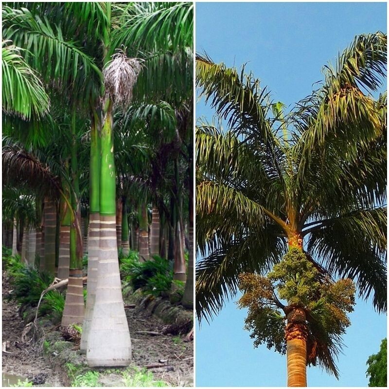Semillas de Palmera Real de Cuba. Roystonea Regia. 10 gr / 40 Semillas