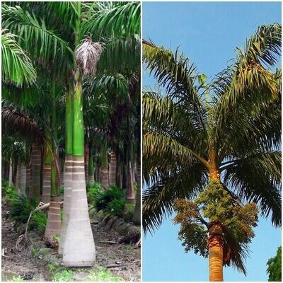 Semillas de Palmera Real de Cuba. Roystonea Regia. 10 gr / 40 Semillas