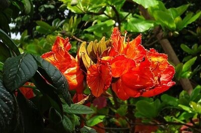 Semillas de Tulipanero Africano. Spathodea Campanulata. 10 gr / 2500 Semillas