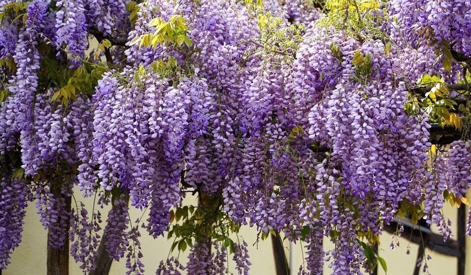 Semillas de Glicina de China. Wisteria Sinensis. 50 Semillas