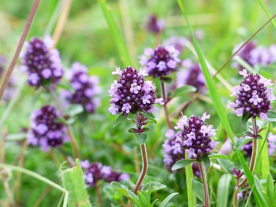 Semillas de Tomillo Andaluz. Thymus Capitatus. 1 gr / 10.000 Semillas
