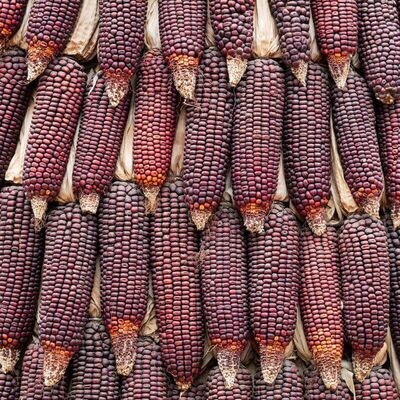 Semillas de Maíz Fresa Rojo. Zea Mays. 50 gr / 500 Semillas