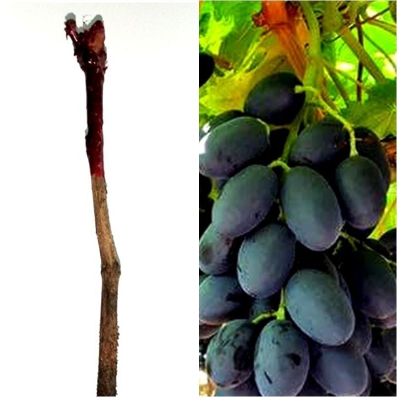 Planta Parra Uva Negra de Mesa Sin Pepitas. Autumn Royal. A raiz desnuda