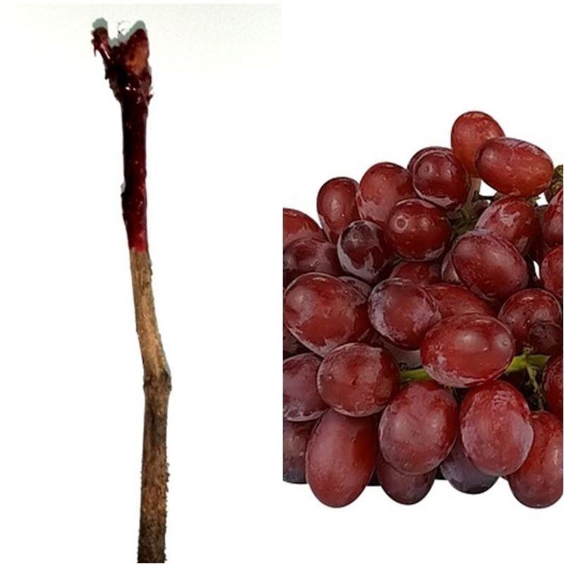 Planta Parra Uva de Mesa Roja Crimson a raiz desnuda. Sin Pepitas