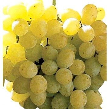 Planta Parra Uva de Mesa Sultanina a raiz desnuda. Sin Pepitas