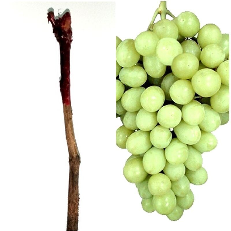 Planta Parra Uva de Mesa Superior Blanca A raiz desnuda. Sin Pepitas