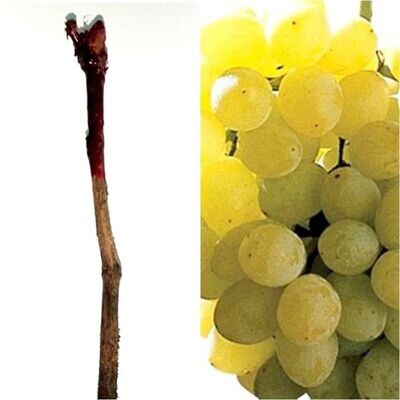 Planta Parra Uva de Mesa Sultanina a raiz desnuda. Sin Pepitas Planta Parra Uva de Mesa Sultanina a raiz desnuda. Sin Pepitas