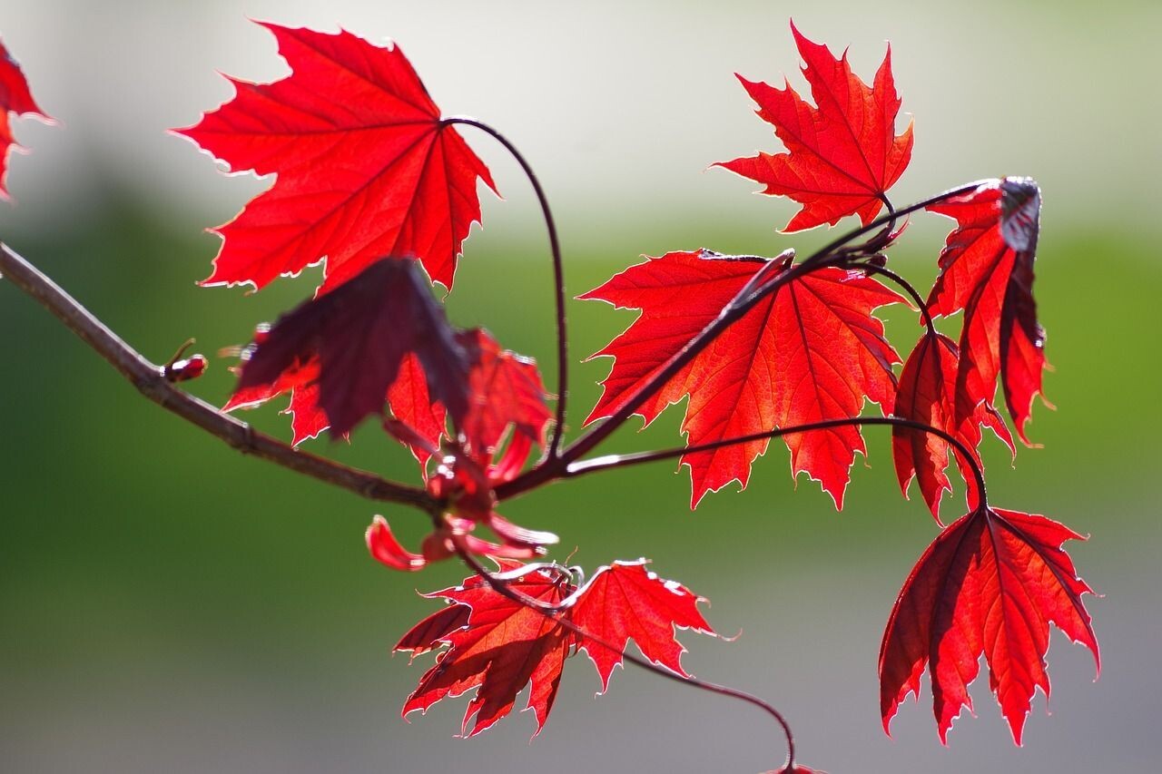 Planta Acer Rubrum. Arce Rojo. Altura 100 - 120 cm