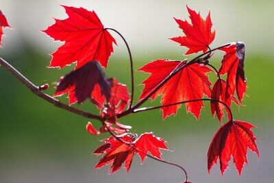 Planta Acer Rubrum. Arce Rojo. Altura 100 - 120 cm
