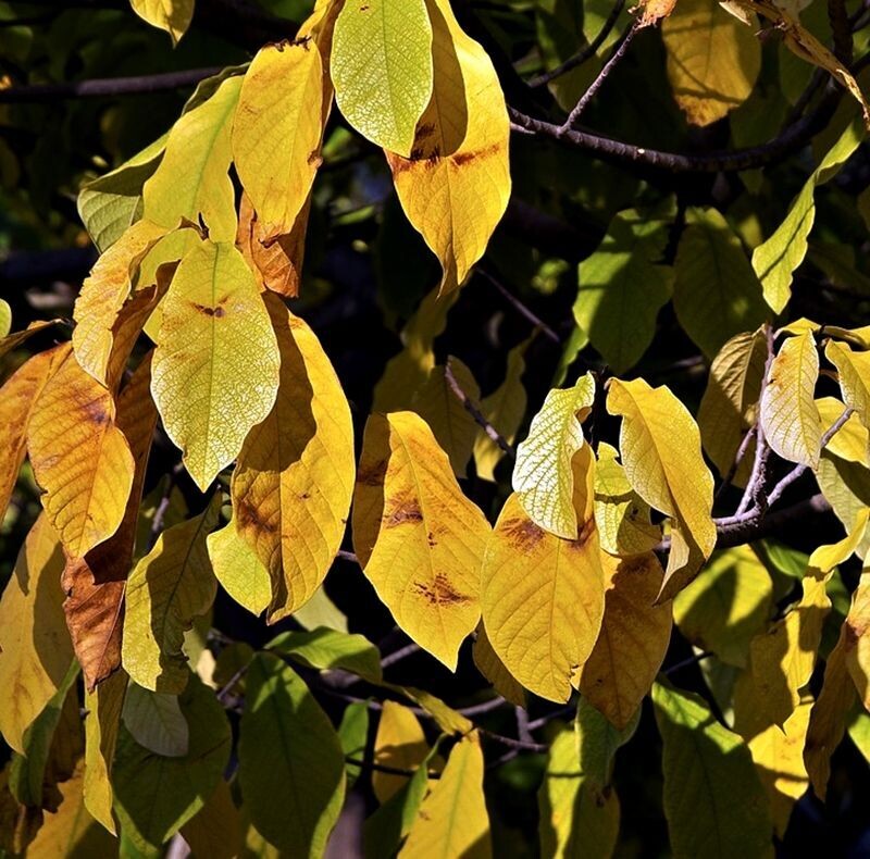 Planta de Asimina Triloba. Frutal tropical resistente al frio.