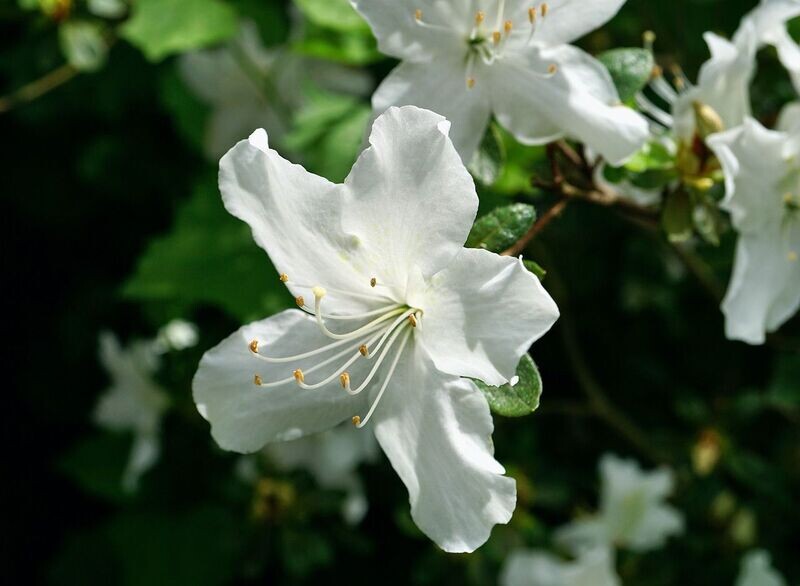 Planta natural Azalea Blanca.  30 cm