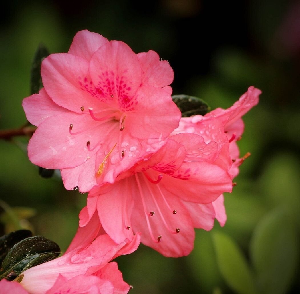 Planta natural Azalea Rosa.  30 cm