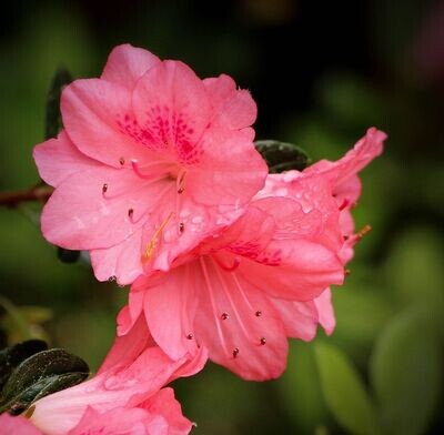 Planta natural Azalea Rosa.  30 cm