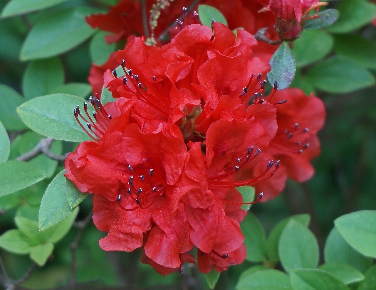 Planta natural Azalea Roja.  30 cm