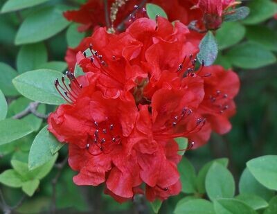 Planta natural Azalea Roja.  30 cm