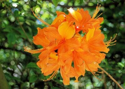 Planta natural Azalea Naranja.  30 cm