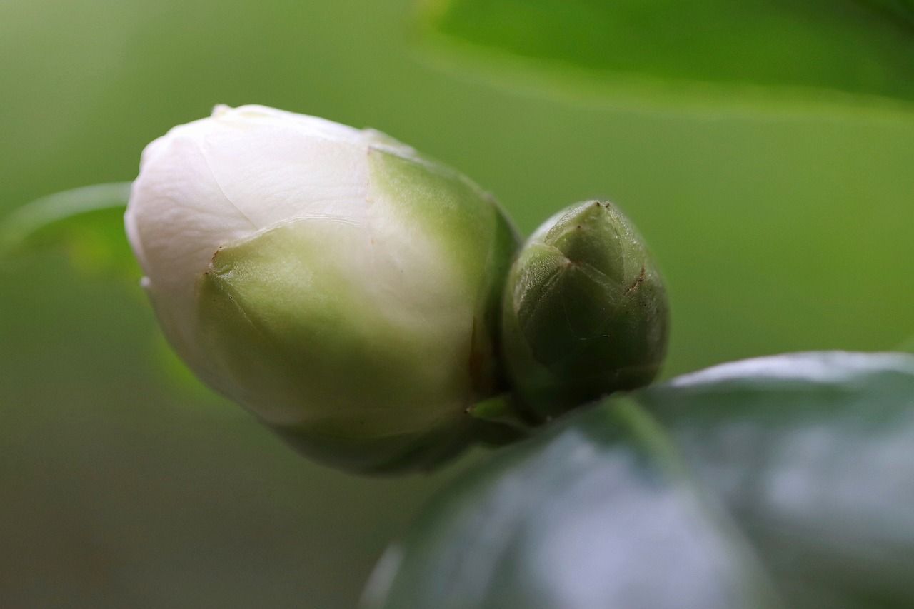 Camellia Japonica Blanca. Planta exterior. Camelia 30 - 40 cm