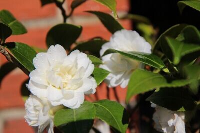 Camellia Japonica Blanca. Planta exterior.  Camelia 30 - 40 cm