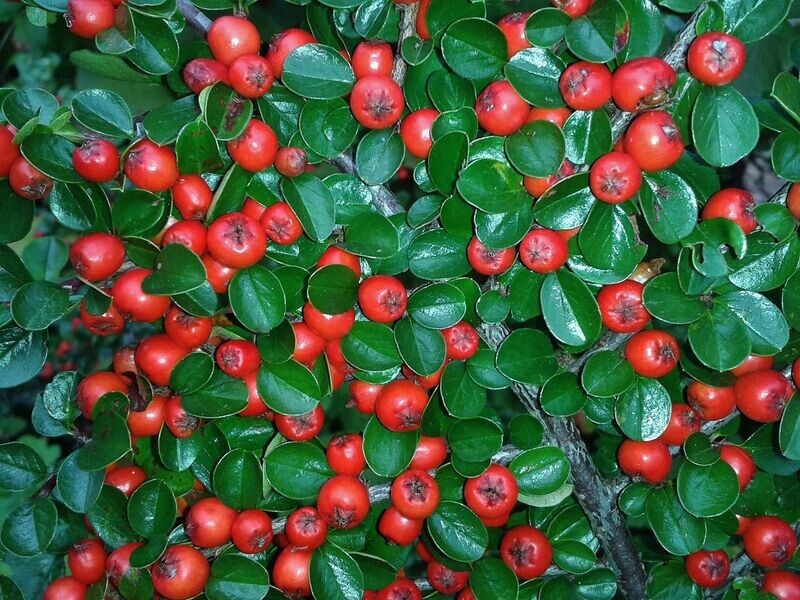 Planta Cotoneaster Horizontalis.  Porte rastrero. 25 - 30 cm