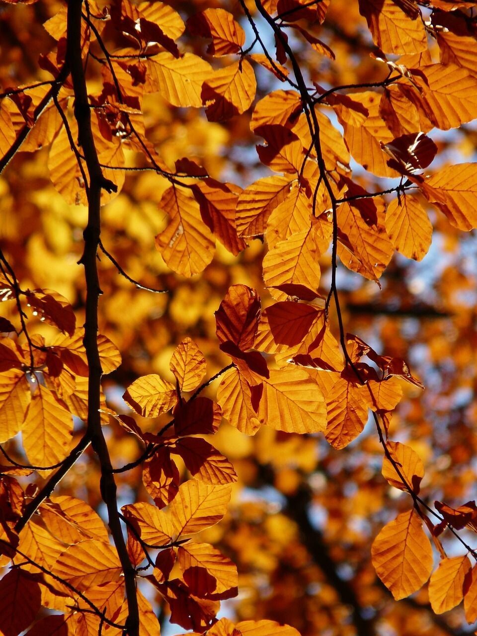 Planta de Haya Comun. Fagus Sylvatica. Altura 80 - 100 cm.