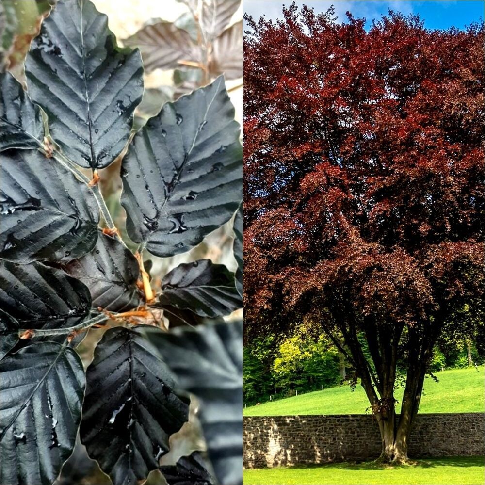 Planta de Haya. Fagus Sylvatica Atropurpurea. Altura 80 - 100 cm.